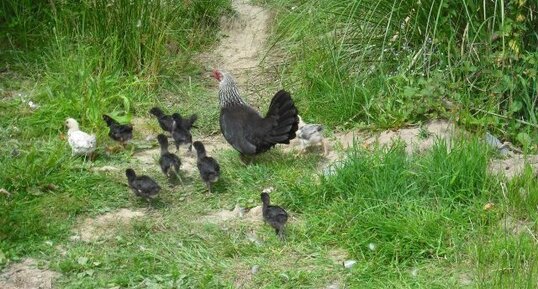 La poule et ses poussins