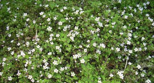 Sutera pauciflora (phlox rampant)