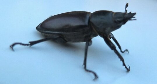 Petite biche, Lucanus cervus, femelle