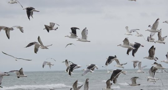 Envol de goélands marins et argentés