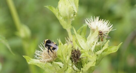 Bourdon et Syrphe ceinturé sur une fleur de Cirse maraîcher