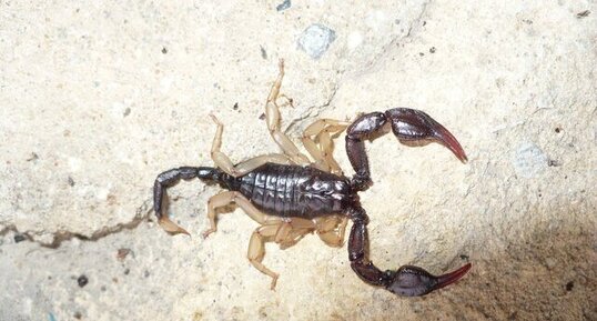 Scorpion