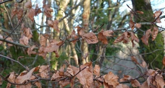 Carpinus betulus ou charme commun.