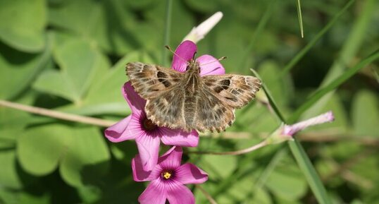 Hespérie de l'alcée sur oxalis