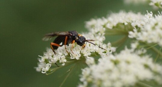 Pseudoamblyteles homocerus sous réserve