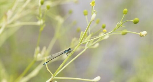 Ishnura elegans - agrion élégant - mâle