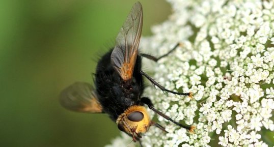 Tachina grossa