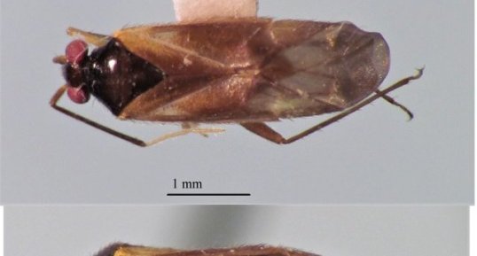 Orthotylus de Pennsylvanie (Orthotylus pennsylvanicus)