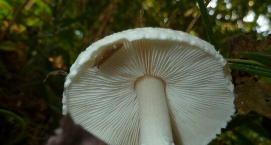 Champignon. Dessous