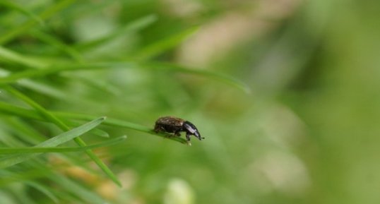 Coléoptère inconnu