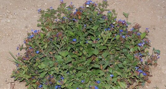 Plumbago rampant