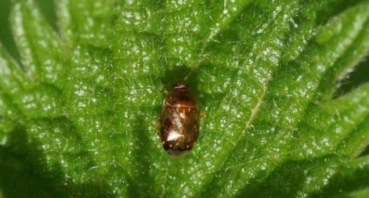 Deraeocoris ruber juvénile - sous réserve