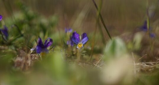 Violette de Curtis