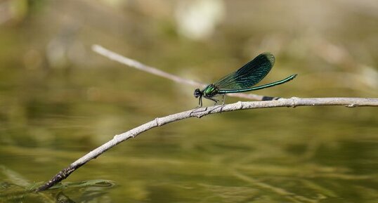 Calopteryx splendens