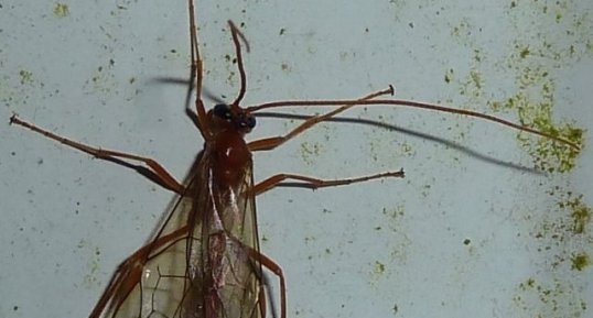 Ichneumon.