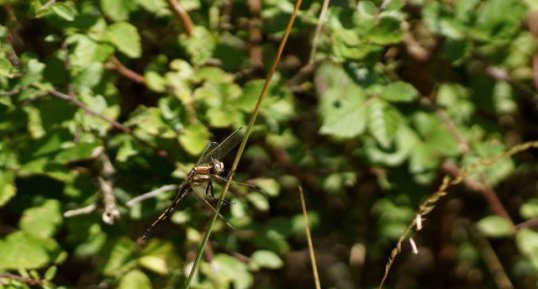 Orthetrum albistyllum