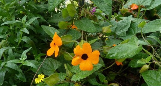 Jardinière fleurie. Thunbergia alata, la suzanne aux yeux noirs