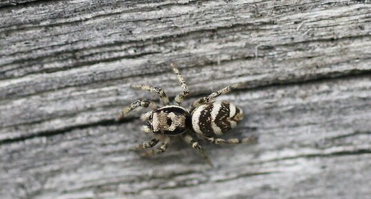 Salticus scenicus - femelle