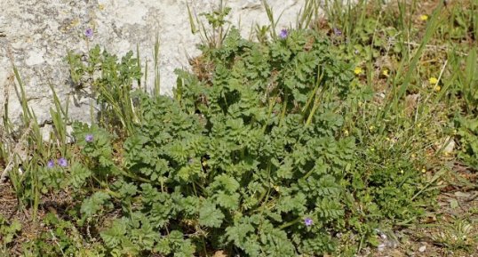 Erodium acaule - sous réserve