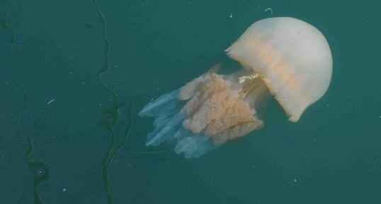 Rhizostoma pulmo, la paisible...