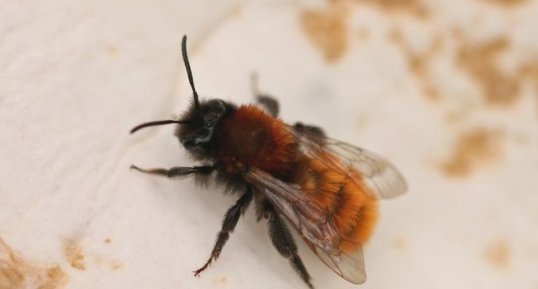 Osmia cornuta