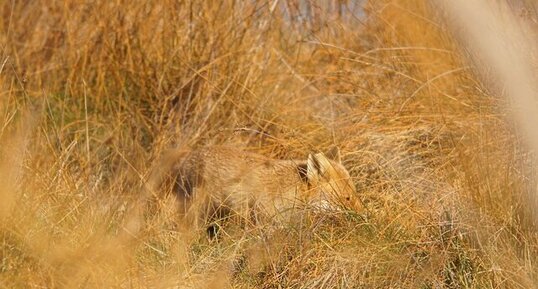 Vulpes palustris