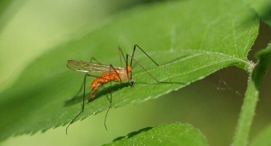 Tipule parasité