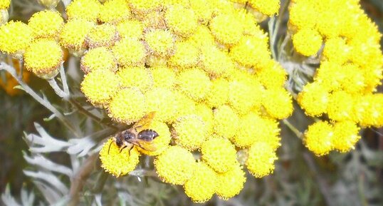 Athanasia crithmifolia