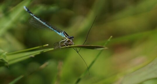 Agrion jouvencelle