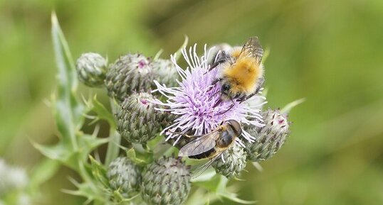 Rencontre d'apoïdés au sommet de la fleur