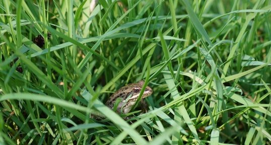 Grenouille verte ou rieuse - sous réserve