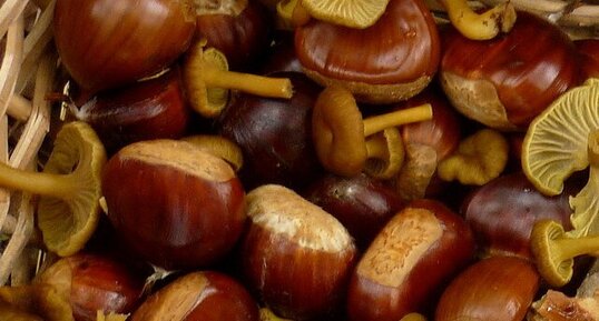 Cueillette du jour : champignons et châtaignes