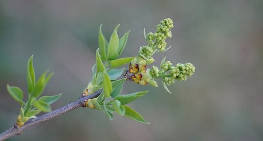 Lilas