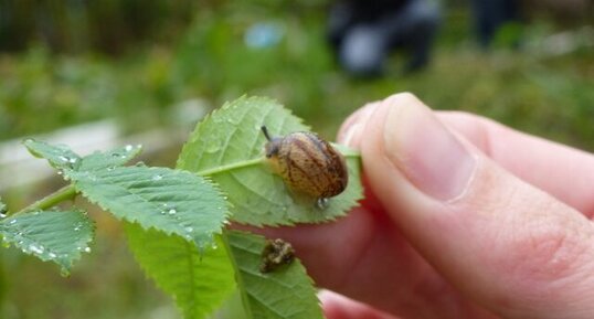 Escargot