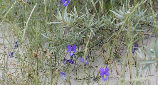 Violettes de Curtis