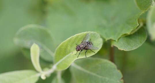 Une mouche