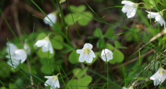 Oxalis des bois