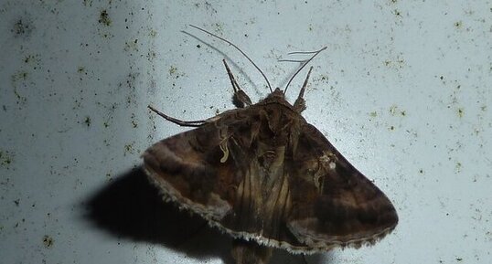 Autographa gamma.