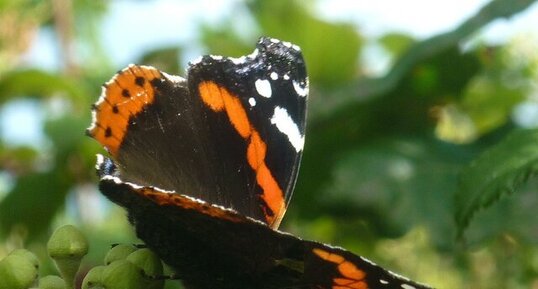 Papillon "Vulcain"