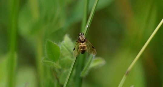 Chrysopilus cristatus