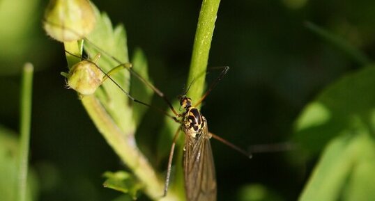 Nephrotoma appendiculata - sous réserve