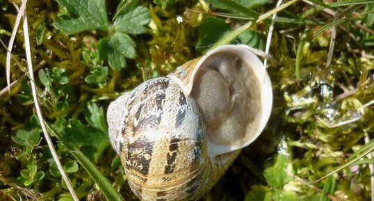 Escargot "petit gris" (aspersa aspersa)