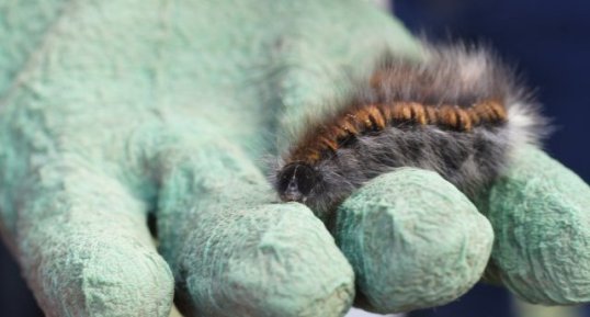 Chenille du Bombyx de la Ronce