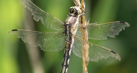 Orthetrum albistylum