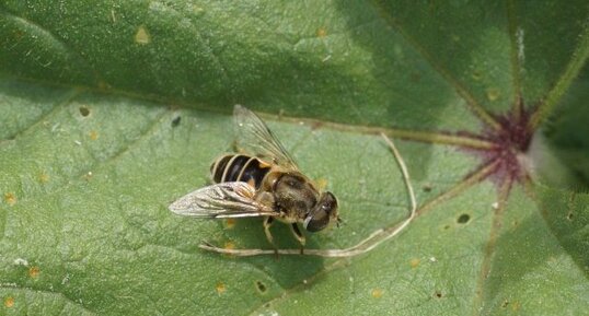 Eristalis arbustorum - sous réserve