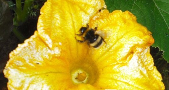 Pollinisation par gros bourdon