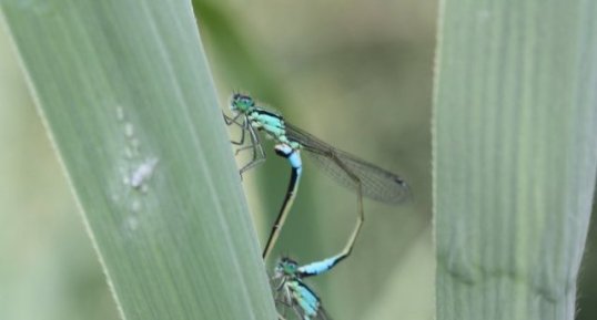 Coenagrion puella