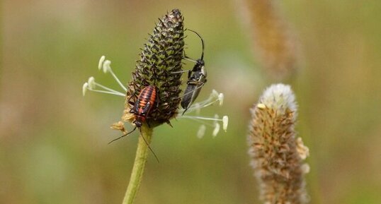 Tropidithorax leucopterus juvénile - sous réserve