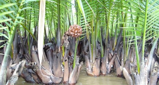 Palmier d'eau