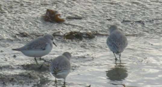 Bécasseaux sanderling